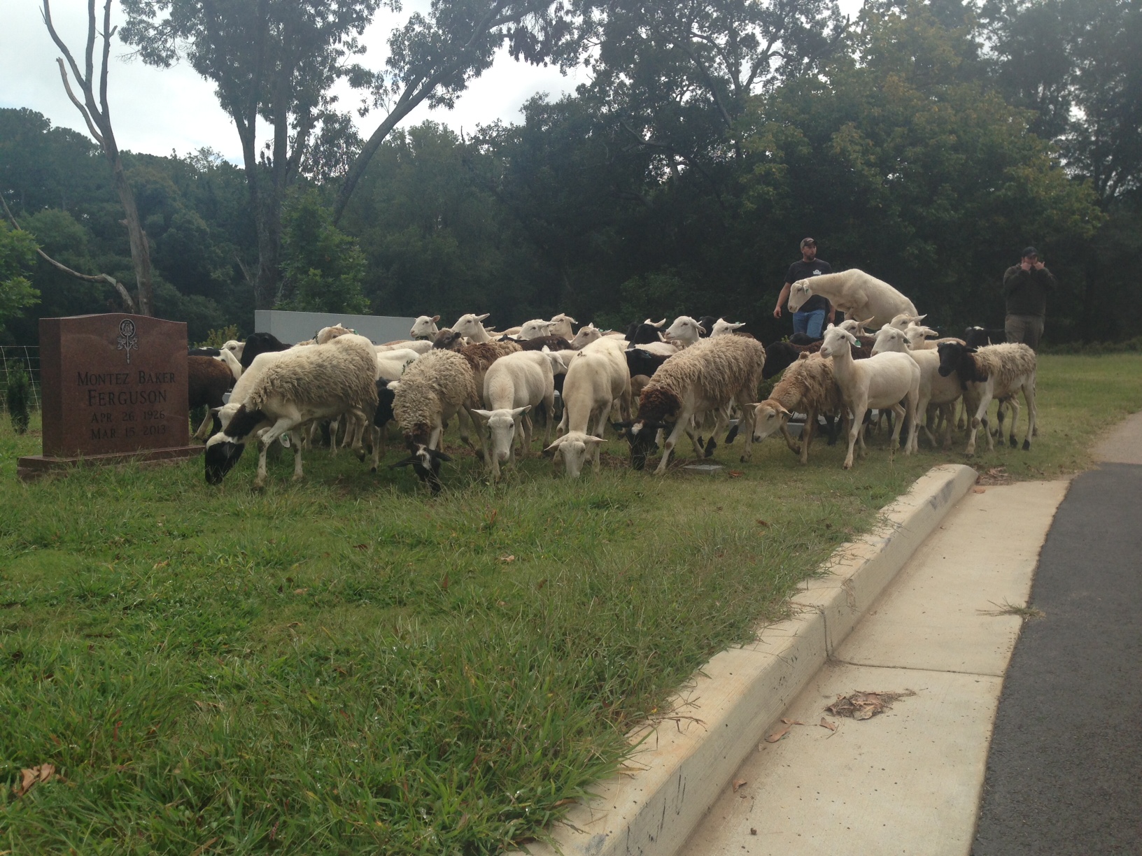 Sheep in Decatur cemetery, September 2013