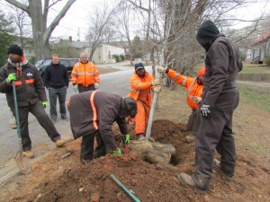 tree planting Decatur cemetary