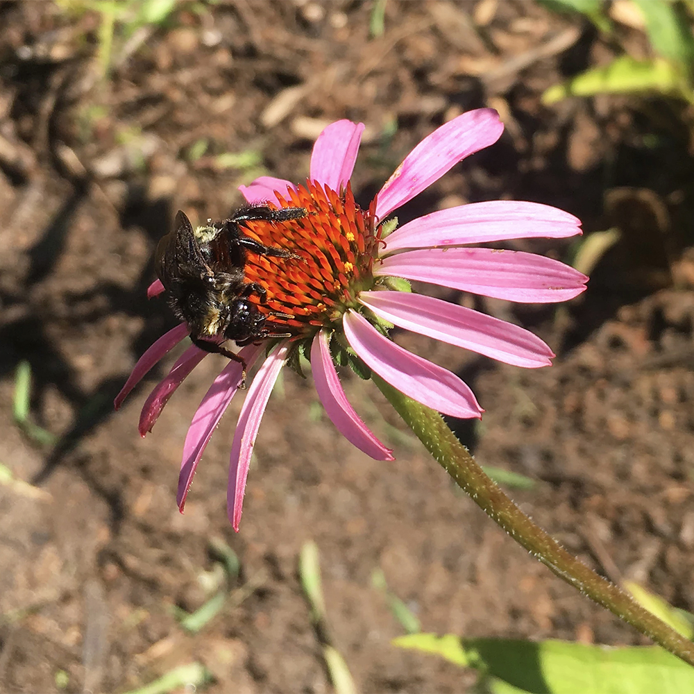 11 pollinator-planting